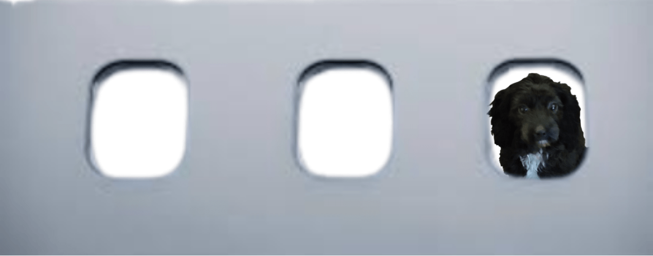 image of a dog in an airplane window