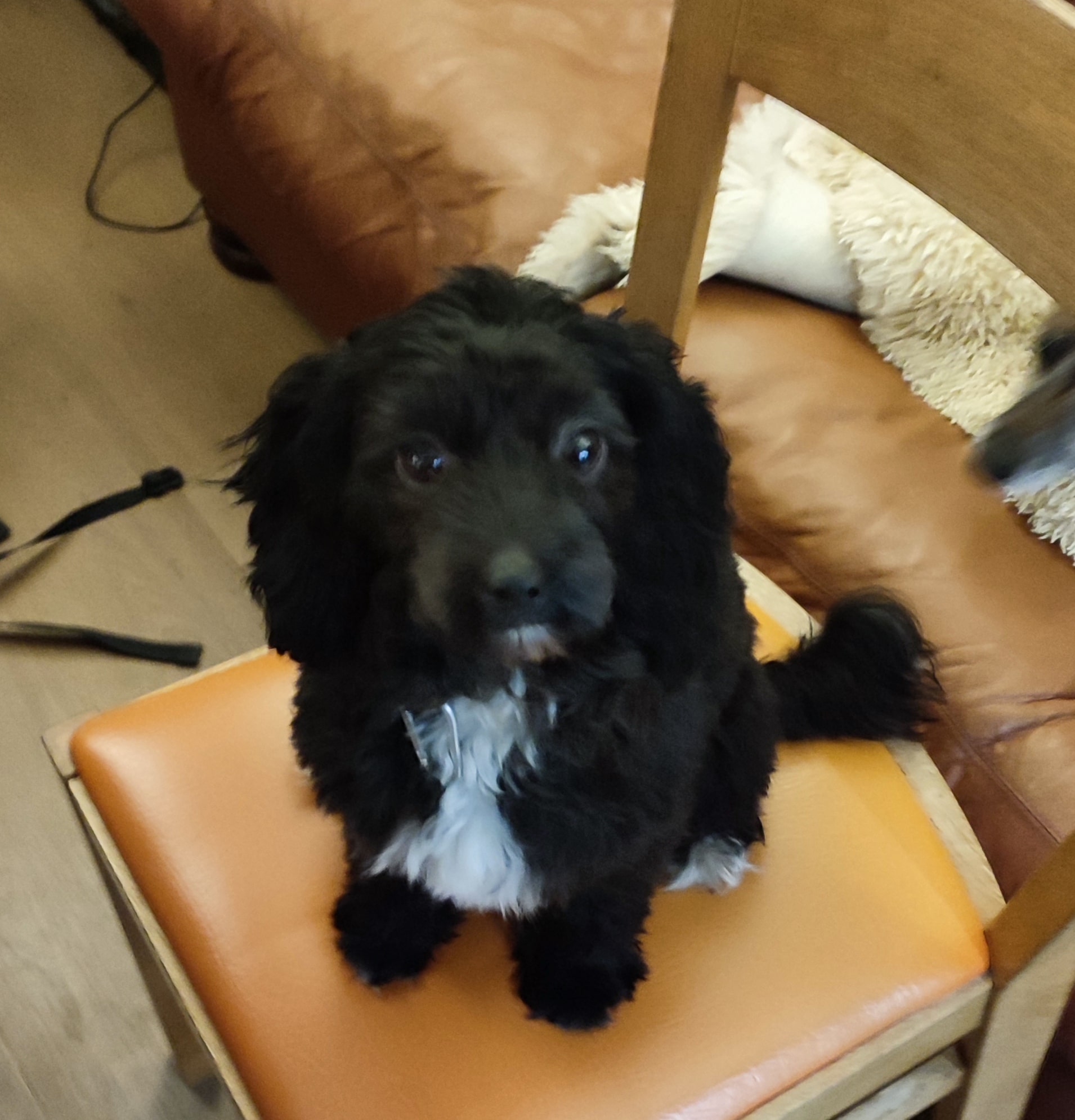 image of a dog on a chair